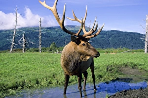 Elk bull standing in a small stream that runs through a grass meadow, Alaska Wildlife Elk bull standing in a small stream that runs through a grass meadow, Alaska Wildlife