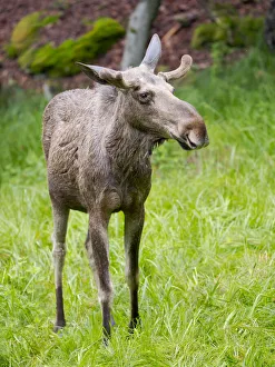 Elk also called Moose in North America (Alces alces). National Park Bavarian Forest Elk also called Moose in North America (Alces alces). National Park Bavarian Forest