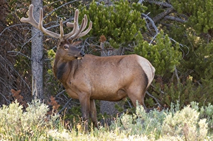 Elk (Cervus canadensis) near Lake Village, Yellowstone National Park, Wyoming, USA Elk (Cervus canadensis) near Lake Village, Yellowstone National Park, Wyoming, USA