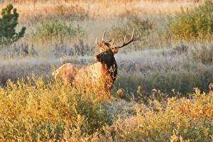 one elk in meadow in RMNP, dressing up for the ladies during the rut one elk in meadow in RMNP, dressing up for the ladies during the rut