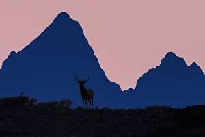 Elk in sunset silhuette in front of the Teton mountain range. Grand Teton National Park Elk in sunset silhuette in front of the Teton mountain range. Grand Teton National Park