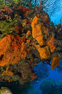 encursting organge and red sponges ((Diplastrella sp.) Hol Chan Marine Park, Ambergris Caye encursting organge and red sponges ((Diplastrella sp.) Hol Chan Marine Park, Ambergris Caye