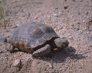 Endangered desert tortoise, (Gopherus agassizii) in Joshua Tree National Park, California