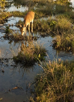 Endangered key deer, Odocoileus virginaus clavium, National Key Deer Refuge Endangered key deer, Odocoileus virginaus clavium, National Key Deer Refuge