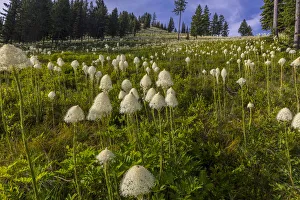 Epic bear grass bloom on Big Mountain in Whitefish, Montana, USA Epic bear grass bloom on Big Mountain in Whitefish, Montana, USA