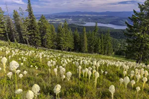 Epic beargrass bloom on Big Mountain in Whitefish, Montana, USA Epic beargrass bloom on Big Mountain in Whitefish, Montana, USA