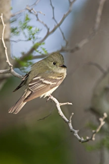 Epidonax species of flycatcher at South Padre Island, Texas during spring migration Epidonax species of flycatcher at South Padre Island, Texas during spring migration