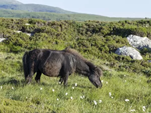 Horse Collection: Eriskay Pony. A rare breed of pony called after the isle of Eriskay in the outer hebrides