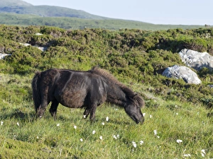Eriskay Pony. A rare breed of pony called after the isle of Eriskay in the outer hebrides Eriskay Pony. A rare breed of pony called after the isle of Eriskay in the outer hebrides