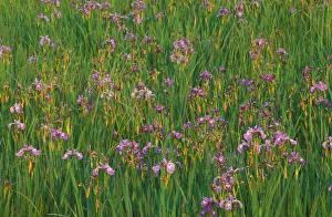 Errol, NH Large Blue Flags, Iris versicolor, in a marsh next to the Androscoggin River Errol, NH Large Blue Flags, Iris versicolor, in a marsh next to the Androscoggin River