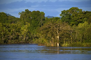 Essiquibo River Rain Forest Iwokrama Reserve GUYANA South America Essiquibo River Rain Forest Iwokrama Reserve GUYANA South America