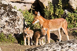 Diurnal Gallery: Ethiopian Wolf (Canis simensis) mother bringing prey, a rodent, to the begging and eating pups