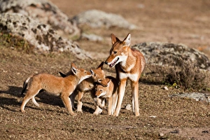 Ethiopian Wolf (Canis simensis) pups, litter playing with mother near their den in Ethiopian Wolf (Canis simensis) pups, litter playing with mother near their den in