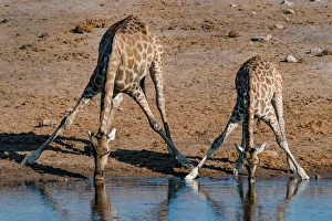 Etosha National Park, Namibia, Africa. Two Angolan Giraffe drinking Etosha National Park, Namibia, Africa. Two Angolan Giraffe drinking