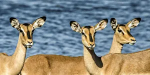 Etosha National Park, Namibia, Africa. Three Black-faced Impala near a waterhole Etosha National Park, Namibia, Africa. Three Black-faced Impala near a waterhole