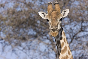 Etoshia National Park, Namibia. Cloe-up of a giraffe Etoshia National Park, Namibia. Cloe-up of a giraffe
