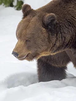 Eurasian brown bear (Ursus arctos arctos) in deep snow, During winter in National Park Eurasian brown bear (Ursus arctos arctos) in deep snow, During winter in National Park