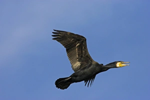 Eurasian Cormorant (phalacrocorax carbo) in the Danube Delta, in flight..Europe, Eastern Europe Eurasian Cormorant (phalacrocorax carbo) in the Danube Delta, in flight..Europe, Eastern Europe
