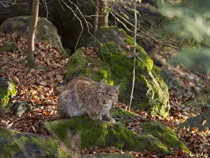 Eurasian Lynx (Lynx lynx ) during winter. Bavarian Forest National Park. Germany, Bavaria Eurasian Lynx (Lynx lynx ) during winter. Bavarian Forest National Park. Germany, Bavaria