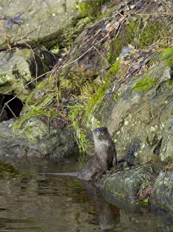 Eurasian Otter (Lutra lutra) during winter. Bavarian Forest National Park Eurasian Otter (Lutra lutra) during winter. Bavarian Forest National Park