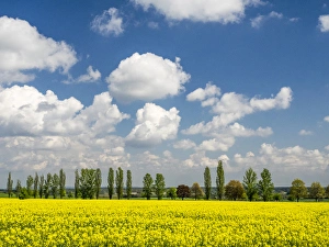 Europe, Czech Republic. Canola field and tree line Europe, Czech Republic. Canola field and tree line