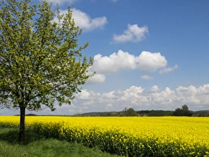 Europe, Czech Republic. Lone tree and canola field Europe, Czech Republic. Lone tree and canola field