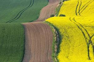 Europe, Czech Republic, Moravia. Road through farm field Europe, Czech Republic, Moravia. Road through farm field