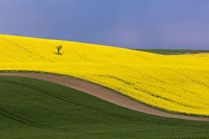 Europe, Czech Republic, Southern Moravia. Farm field of yellow canola and wheat. Credit as Europe, Czech Republic, Southern Moravia. Farm field of yellow canola and wheat. Credit as