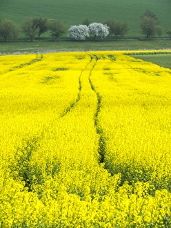 Europe, Czech Republic. Tracks in canola field Europe, Czech Republic. Tracks in canola field