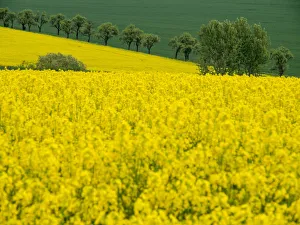 Europe, Czech Republic. Trees and canola field Europe, Czech Republic. Trees and canola field