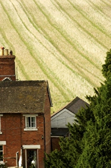 Europe, England, brick farmhouse in front of colorful field Europe, England, brick farmhouse in front of colorful field