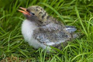 Europe, England, Farne Islands. Arctic tern chick Europe, England, Farne Islands. Arctic tern chick