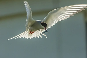 Europe, England, Farne Islands. Arctic tern with fish Europe, England, Farne Islands. Arctic tern with fish
