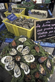 Europe, France, Aix En Provence. Oysters and shellfish in outdoor market Europe, France, Aix En Provence. Oysters and shellfish in outdoor market