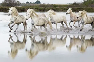 Europe, France, The Camargue, Saintes-Maries-de-la-Mer, Camargue horses, Equus ferus Europe, France, The Camargue, Saintes-Maries-de-la-Mer, Camargue horses, Equus ferus