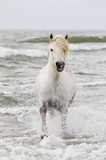 Europe, France, The Camargue, Saintes-Maries-de-la-Mer, Mediterrean Sea, Camargue horse Europe, France, The Camargue, Saintes-Maries-de-la-Mer, Mediterrean Sea, Camargue horse