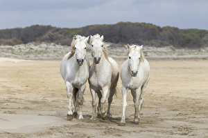 Europe, France, The Camargue, Mediterranean Sea, Saintes-Maries-de-la-Mer, Camargue horses Europe, France, The Camargue, Mediterranean Sea, Saintes-Maries-de-la-Mer, Camargue horses