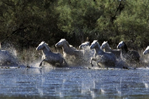 Europe, France, Ile del la Camargue. Camargue Horses (Eguus caballus) Europe, France, Ile del la Camargue. Camargue Horses (Eguus caballus)