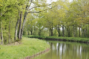 Europe, France, Loire. Spring trees and grasses, Canal lateral a la Loire Europe, France, Loire. Spring trees and grasses, Canal lateral a la Loire