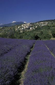EUROPE, France, Provence, Aurel Lavender fields, hilltop village EUROPE, France, Provence, Aurel Lavender fields, hilltop village