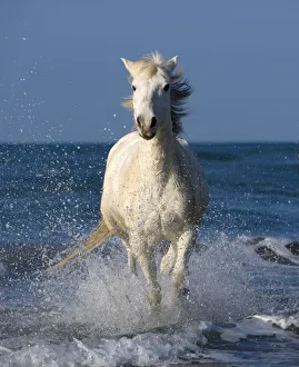 Europe, France, Provence, Camargue. Horse running through shore surf Europe, France, Provence, Camargue. Horse running through shore surf