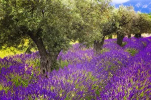 Europe, France, Provence, Luberon. Lavender and olive trees Europe, France, Provence, Luberon. Lavender and olive trees