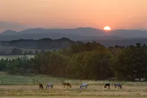 Images Dated 30th June 2006: Europe, France, Provence region. Horses graze at sunrise