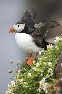 Images Dated 18th July 2007: Europe, Iceland, Breidavik, Puffin amid Flowers on a Cliff