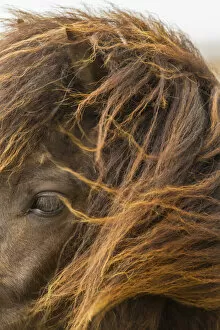 Images Dated 30th May 2013: Europe, Iceland. Close-up of Icelandic horses head