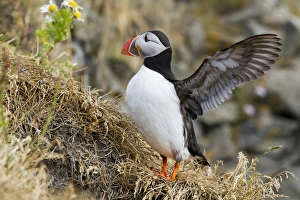 Europe, Iceland. Close-up of puffin flapping its wings Europe, Iceland. Close-up of puffin flapping its wings