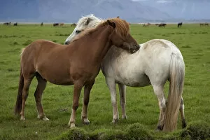 Images Dated 13th July 2007: Europe, Iceland, Icelandic Horses