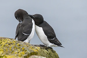 Europe, Iceland, Latrabjarg. Razorbills courting Europe, Iceland, Latrabjarg. Razorbills courting