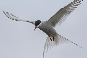 Europe, Iceland, Reykjavik. Arctic tern hovering Europe, Iceland, Reykjavik. Arctic tern hovering