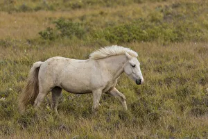 Europe, Iceland. Rugged Icelandic horses endure tough weather Europe, Iceland. Rugged Icelandic horses endure tough weather